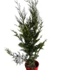 MA PÉPINIÈRE - Cupressocyparis leylandii 2001 - pot 4 l - h 100 cm