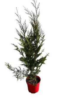 MA PÉPINIÈRE - Cupressocyparis leylandii 2001 - pot 4 l - h 100 cm