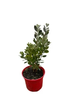 MA PÉPINIÈRE - Feijoa sellowiana - pot 4 l