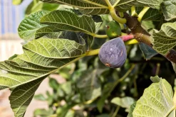 MA PÉPINIÈRE - Figuier napolitaine noir c15l 1/2 tige