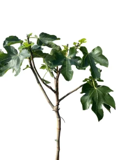 MA PÉPINIÈRE - Figuier napolitaine noir c15l 1/2 tige