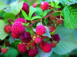 MA PÉPINIÈRE - Framboisier rubus heritage - pot 4 l