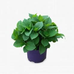 MA PÉPINIÈRE - Hydrangea macrophylla forever and ever purple - pot 5 l