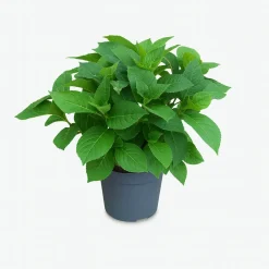 MA PÉPINIÈRE - Hydrangea macrophylla leuchtfeuer rouge - pot 2 l