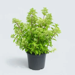 MA PÉPINIÈRE - Hydrangea paniculata fraise melba - pot 15 l