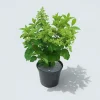 MA PÉPINIÈRE - Hydrangea paniculata silver dollar - pot 5 l