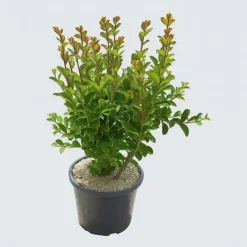 MA PÉPINIÈRE - Lagerstroemia purple star - pot 7,5 l