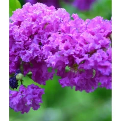 MA PÉPINIÈRE - Lagerstroemia purple star - pot 7,5 l