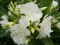 MA PÉPINIÈRE - Laurier rose 'mont blanc' - pot 7 l - h 100 cm