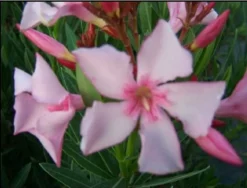 MA PÉPINIÈRE - Laurier rose 'villa romaine' - pot 15 l - h 140 cm