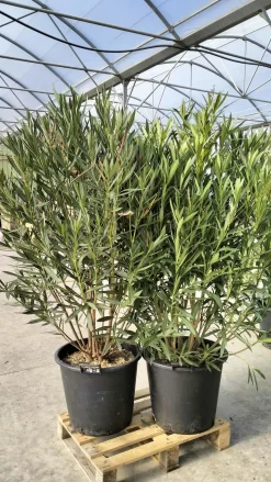 MA PÉPINIÈRE - Laurier rose 'soeur agnes' - pot 50 l - h 180 cm