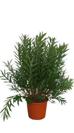 MA PÉPINIÈRE - Laurier rose 'emile sahut' - pot 50 l - h 180 cm