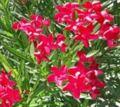 MA PÉPINIÈRE - Laurier rose 'colnem' - pot 15 l - h 140 cm