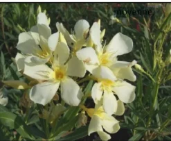 MA PÉPINIÈRE - Laurier rose 'marie gambetta' - pot 3 l - h 80 cm