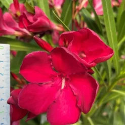 MA PÉPINIÈRE - Laurier rose 'emile sahut' - pot 3 l - h 80 cm