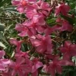 MA PÉPINIÈRE - Laurier rose 'belle helene' - pot 3 l - h 80 cm