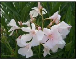 MA PÉPINIÈRE - Laurier rose 'alsace' - pot 30 l - h 160 cm