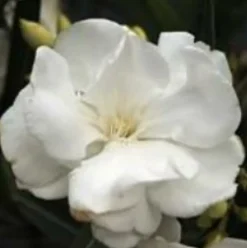 MA PÉPINIÈRE - Laurier rose 'porto' - pot 3 l - h 80 cm