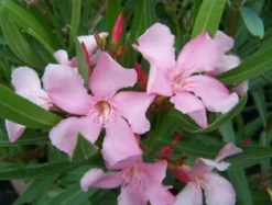 MA PÉPINIÈRE - Laurier rose 'magaly' - pot 3 l - h 80 cm