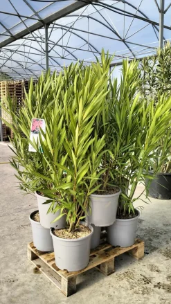 MA PÉPINIÈRE - Laurier rose 'papa gambetta' - pot 15 l - h 140 cm