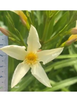 MA PÉPINIÈRE - Laurier rose 'souvenirs des iles capri' - pot 7 l - h 100 cm