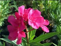 MA PÉPINIÈRE - Laurier rose 'rosanie' - pot 7 l - h 100 cm