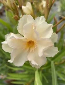 MA PÉPINIÈRE - Laurier rose 'luteum plenum' - pot 3 l - h 80 cm