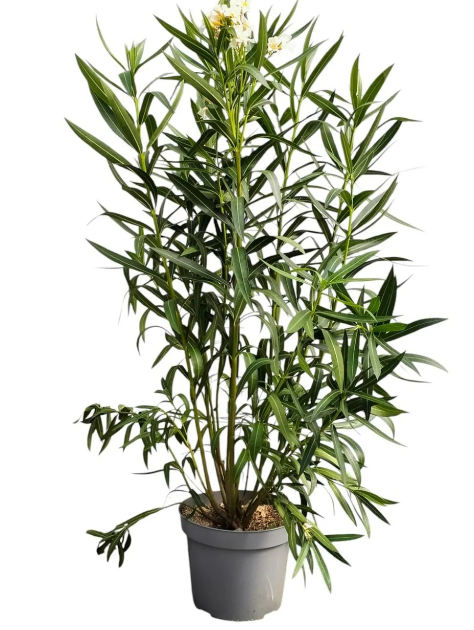 MA PÉPINIÈRE - Laurier rose 'geant des batailles' - pot 15 l - h 140 cm