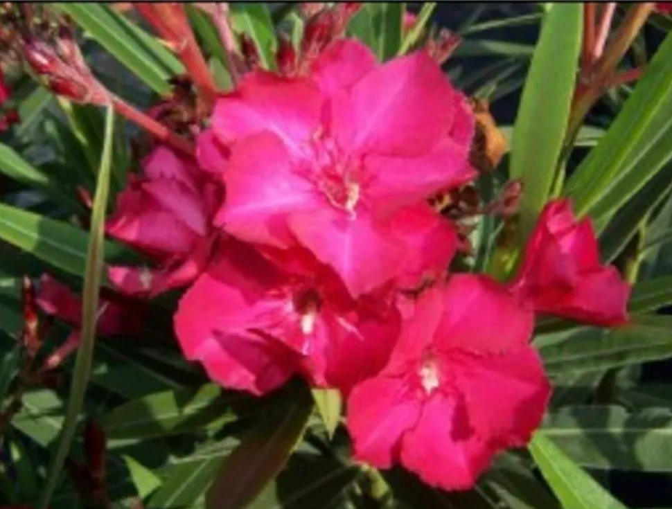 MA PÉPINIÈRE - Laurier rose 'geant des batailles' - pot 15 l - h 140 cm