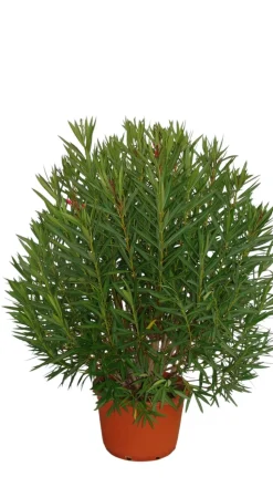 MA PÉPINIÈRE - Laurier rose 'emile sahut' - pot 80 l - h 200 cm