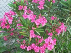 MA PÉPINIÈRE - Laurier rose 'margaritha' - pot 15 l - h 140 cm