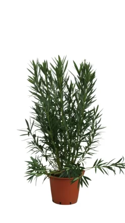 MA PÉPINIÈRE - Laurier rose 'madame planchon' - pot 30 l - h 160 cm