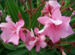 MA PÉPINIÈRE - Laurier rose 'madame planchon' - pot 30 l - h 160 cm