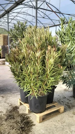 MA PÉPINIÈRE - Laurier rose 'madame planchon' - pot 30 l - h 160 cm