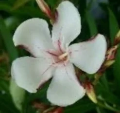 MA PÉPINIÈRE - Laurier rose 'harriet newding' - pot 30 l - h 160 cm