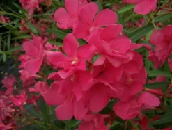 MA PÉPINIÈRE - Laurier rose 'framboise' - pot 7 l - h 100 cm