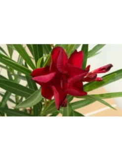 MA PÉPINIÈRE - Laurier rose 'antoine' - pot 15 l - h 140 cm