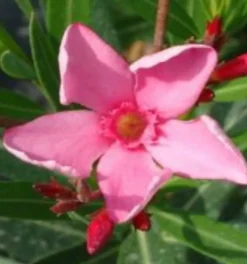 MA PÉPINIÈRE - Laurier rose 'maurin des maures' - pot 3 l - h 80 cm