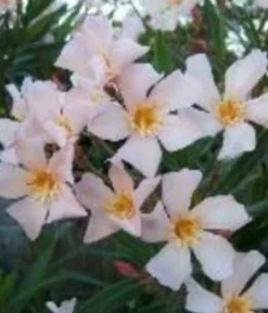 MA PÉPINIÈRE - Laurier rose 'regis faure' - pot 7 l - h 100 cm