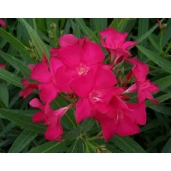 MA PÉPINIÈRE - Laurier rose 'claudia' - pot 7 l - h 100 cm