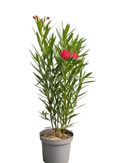 MA PÉPINIÈRE - Laurier rose 'harriet newding' - pot 7 l - h 100 cm