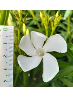 MA PÉPINIÈRE - Laurier rose 'neguev' - pot 30 l - h 160 cm