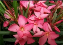 MA PÉPINIÈRE - Laurier rose 'papa gambetta' - pot 30 l - h 160 cm