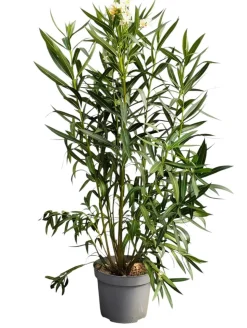 MA PÉPINIÈRE - Laurier rose 'italia' - pot 15 l - h 140 cm