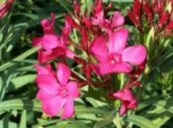 MA PÉPINIÈRE - Laurier rose 'italia' - pot 15 l - h 140 cm