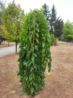 MA PÉPINIÈRE - Morus alba pendula - pot 30 l