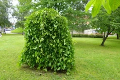 MA PÉPINIÈRE - Morus alba pendula - pot 30 l