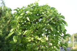 MA PÉPINIÈRE - Morus kagayamae lujijama c30l tige-8/10