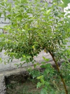 MA PÉPINIÈRE - Morus kagayamae lujijama c30l tige-8/10