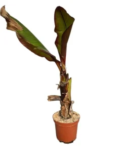 MA PÉPINIÈRE - Musa ens. Maurelli - pot 4 l - h 120 cm